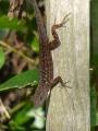 Brown Anole