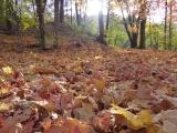 Carpet of Fallen Leaves