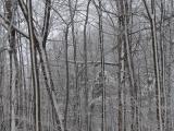 Snow-Striped Trees