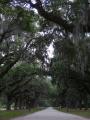 Drapery of Spanish Moss