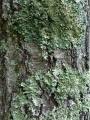 Lichen Encrusted