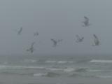 Birds in the Mist
