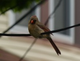 Female Cardinal