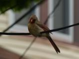 Female Cardinal