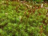 Tall Moss
