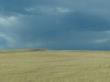 Yellow Grasslands under Clouds