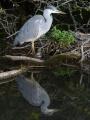 Heron Reflection