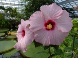 Hibiscus Flowers