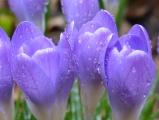 Crocus with Waterdrops