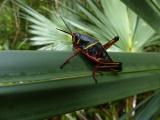 Lubber Grasshopper