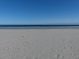 One Seagull on the Beach
