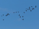 Constellation of Geese