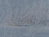 Frosted Grasses