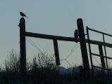 Bird on a Gate