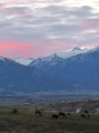 Unnaturally Pink Clouds, with Cows
