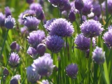 Chive Flowers