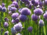 Chive Flowers