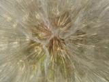 Goatsbeard Seeds