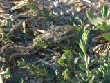 Western Terrestrial Garter Snake