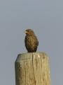 Little Bird on a Post