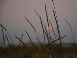 Grasses on an August Evening