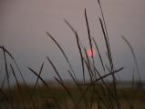 Grasses on an August Evening