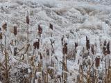 Cattails in Winter