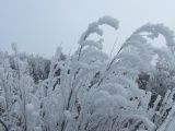 Plumed Frost