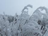 Plumed Frost