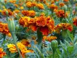 Marigold World
