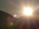 Geese Flying into the Sun