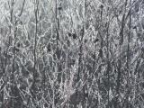 Through Hoarfrost Coated Plants