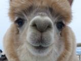 Alpaca Close Up