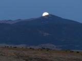 Moonrise over the Cows