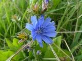 Chicory Blossom