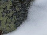 Lichens and Snow