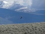 Soaring above Sagebrush