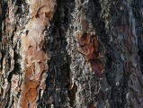 Bark Texture