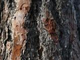 Bark Texture