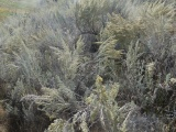 Sprays of Sagebrush