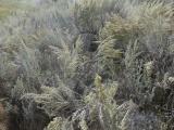 Sprays of Sagebrush