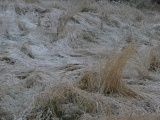 Frosted Yard