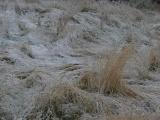 Frosted Yard
