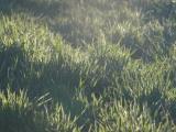 Fresh Grass