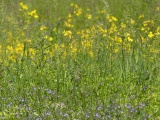 Yellow and Purple Wildflowers
