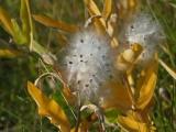 Milkweed Seeds