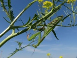 Mantis on a Mustard