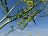 Mantis on a Mustard