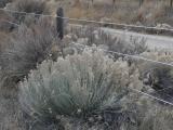 Fenceline Sagebrush