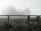 Fence and Mist